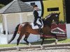 dressage horse Defloratio (Oldenburg, 2012, from Don Romantic)