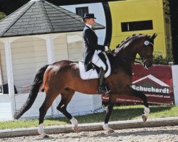 dressage horse Defloratio (Oldenburger, 2012, from Don Romantic)