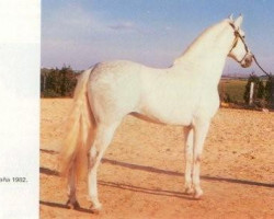 stallion Mejicano XIV (Pura Raza Espanola (PRE), 1977, from Leviton)