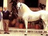 stallion Mastil (Pura Raza Espanola (PRE), 1980, from Genil)