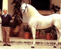 stallion Mastil (Pura Raza Espanola (PRE), 1980, from Genil)