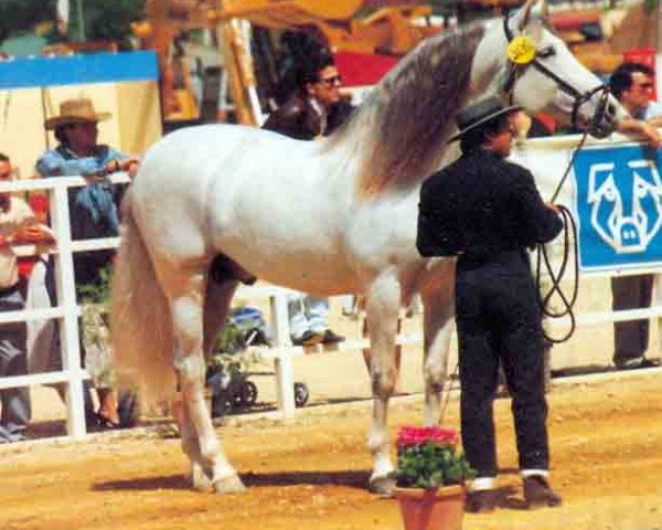 stallion Libertador II (Pura Raza Espanola (PRE), 1980, from Gemelo II)