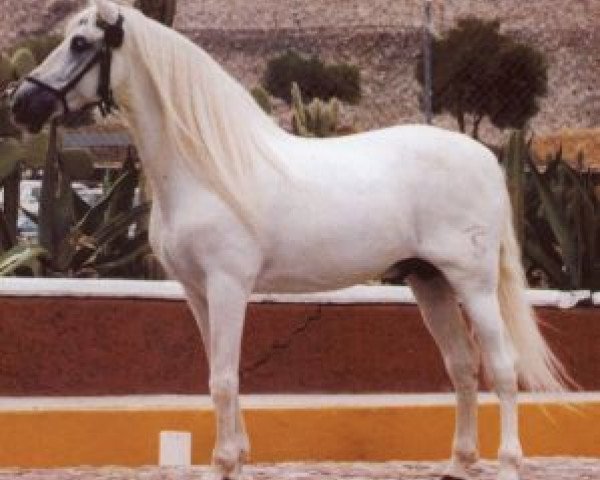 stallion Letrado II (Pura Raza Espanola (PRE), 1977, from Bizarro IV)
