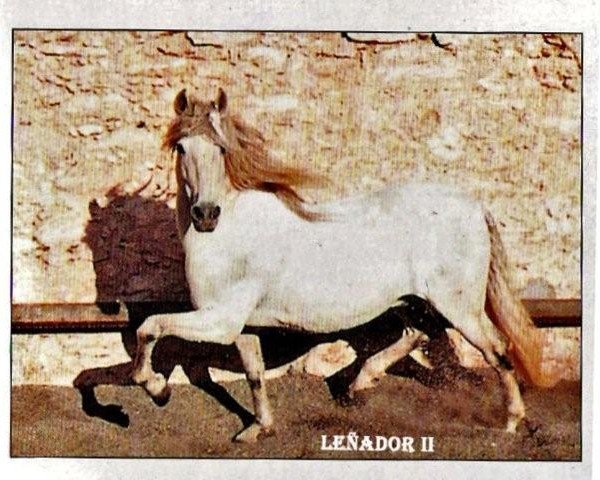 Deckhengst Leñador II (Pura Raza Espanola (PRE), 1970, von Hacendoso IV)