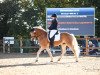 dressage horse Nevito 2 (Haflinger, 2011, from Nevitano)