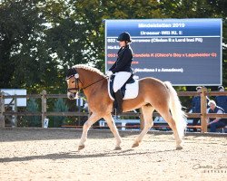 dressage horse Nevito 2 (Haflinger, 2011, from Nevitano)