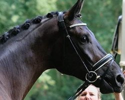 dressage horse Davao Miro (Oldenburg, 2014, from Dante Weltino Old)