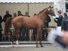 dressage horse Zanzibar (Oldenburg, 2015, from Zack)