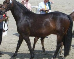 broodmare Wenzel's Rubin (Oldenburg, 2002, from Rubinstein I)