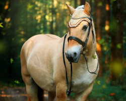 horse Jörn vom Oderhaff (Fjord Horse, 1998, from Jokum)