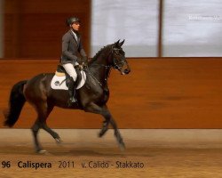 jumper Calispera (Hanoverian, 2011, from Calido I)