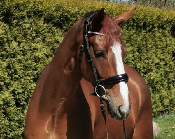dressage horse Darwin 149 (Hanoverian, 2015, from Dannebrog)