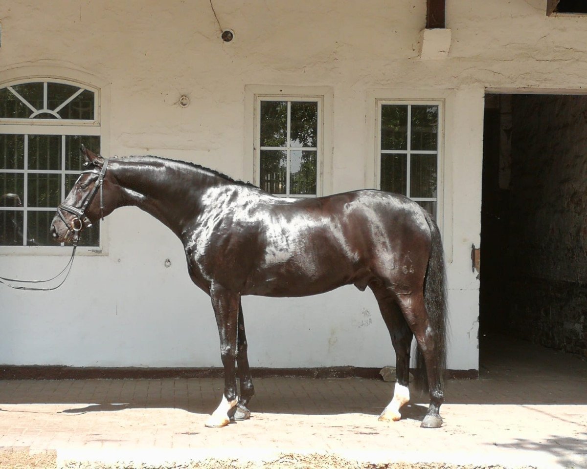 dressage horse Groot 2 (Hanoverian, 2015, from Dancier)