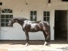 dressage horse Groot 2 (Hanoverian, 2015, from Dancier)