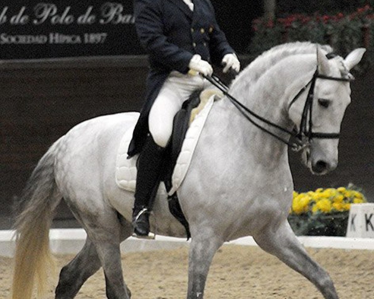 stallion Favorito Santa Clara (Pura Raza Espanola (PRE), 2003, from Nevado Santa Clara)
