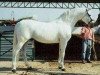 stallion Jubiloso VIII (Pura Raza Espanola (PRE), 1978, from Vasallo II)