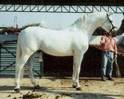 stallion Jubiloso VIII (Pura Raza Espanola (PRE), 1978, from Vasallo II)