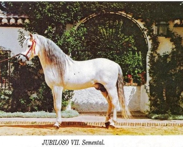 stallion Jubiloso VII (Pura Raza Espanola (PRE), 1973, from Hosco II)