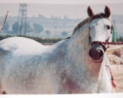 broodmare Joya III (Pura Raza Espanola (PRE), 1978, from Vasallo II)