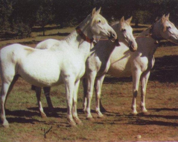 Zuchtstute Jocosa V (Pura Raza Espanola (PRE), 1977, von Hacendoso IX)