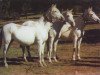 broodmare Jocosa V (Pura Raza Espanola (PRE), 1977, from Hacendoso IX)