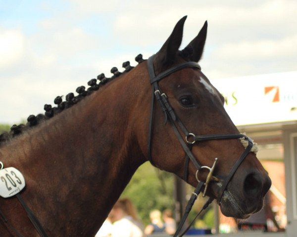 Zuchtstute Cosima (Irish Sport Horse, 2010, von Young Coolehane)