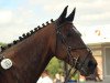 broodmare Cosima (Irish Sport Horse, 2010, from Young Coolehane)