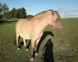 broodmare Chiara (Fjord Horse, 2006, from Anton I-83)