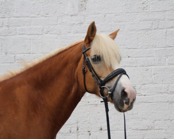 dressage horse Stella - (unknown, 2005)