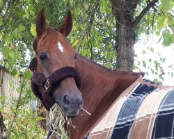 jumper Liberty's Rocky (Hanoverian, 2006, from Tannenhof's London Swing)