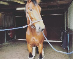 horse Goldika (Hanoverian, 2013, from Graf Top)