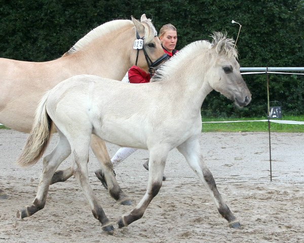 horse Tiffany (Fjord Horse, 2021, from Reidar van den Bosdries)