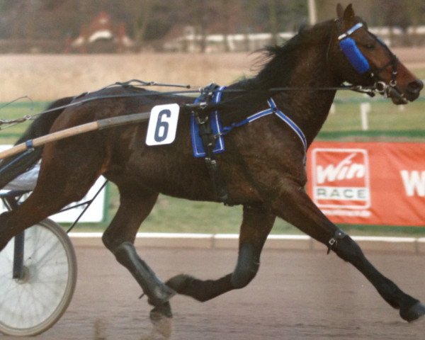 stallion Jadill (German trotters, 1997, from Elgin Almahurst)