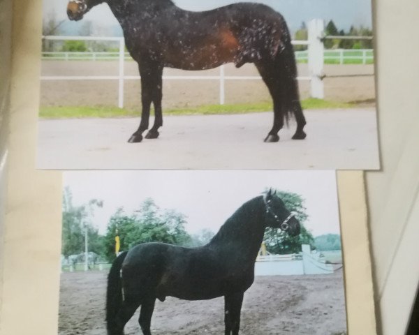 Deckhengst Pluto XXIX-7 (Lipizzaner, 1989, von 370 Pluto VIII Roviga (2027 P. XXIX))