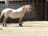 horse Jalnar vom Oderhaff (Fjord Horse, 2000, from Jokum)