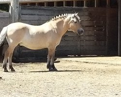 horse Jalnar vom Oderhaff (Fjord Horse, 2000, from Jokum)