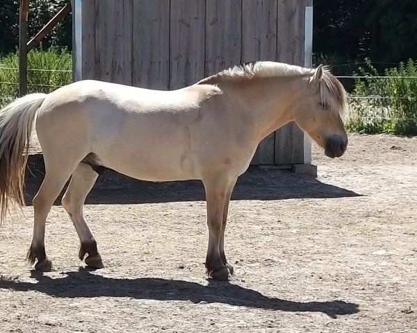 horse Bjarki vom Oderhaff (Fjord Horse, 2010, from Solbjør Borken)