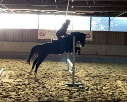 jumper Frank White (Hanoverian, 2015, from Feedback 16)