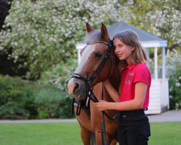 Pferd Balloërveld Hoeve Chinle (New-Forest-Pony, 2000, von Hoppenhof's Jumbo)