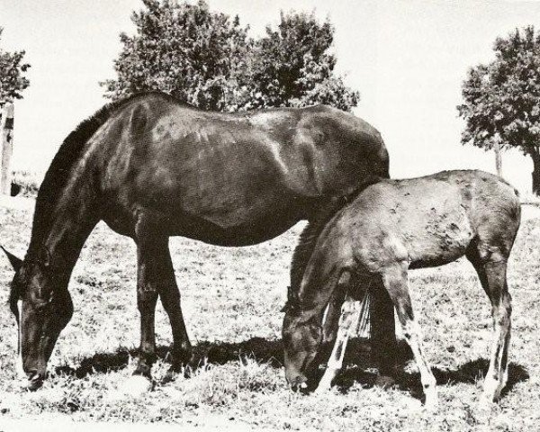 broodmare Jerezana XXXVI (Pura Raza Espanola (PRE), 1975, from Tallista)