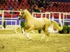 dressage horse Mascarpone 6 (German Riding Pony, 2017, from FS Mr. Right)