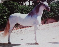 stallion Jerez (Pura Raza Espanola (PRE), 1976, from Brincador II)