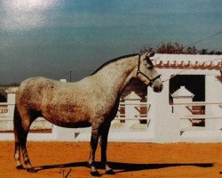 broodmare Jara (Pura Raza Espanola (PRE), 1978, from Jardinero V)