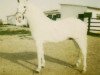 stallion Imperial IV (Pura Raza Espanola (PRE), 1972, from Hosco II)