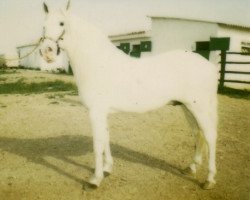 stallion Imperial IV (Pura Raza Espanola (PRE), 1972, from Hosco II)