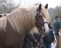 broodmare Patricia (Black Forest Horse, 2005, from Riegel)