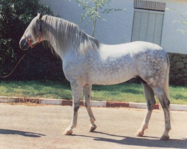 stallion Imperioso IV (Pura Raza Espanola (PRE), 1980, from Tabladillo)