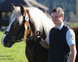 stallion Dachsstein (Black Forest Horse, 2017, from Dachsbub)