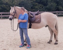 dressage horse Kolany (Fjord Horse, 2016, from Kalino)