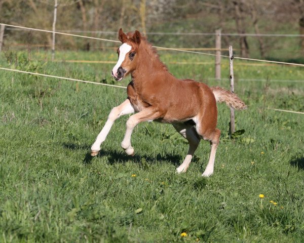 Pferd Josefin (Schwarzwälder Kaltblut, 2019, von Rubiniero)